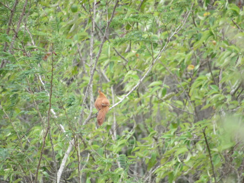Caatinga Cacholote