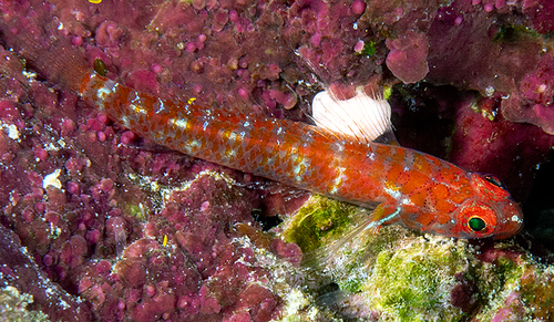 Dwarf Atomgoby — seen at this dive site