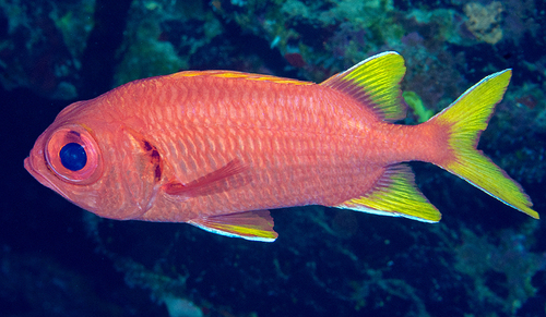 Yellowfin Soldierfish — seen at this dive site
