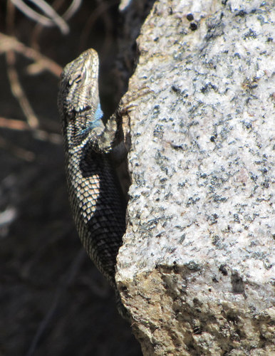 Yarrow's Spiny Lizard