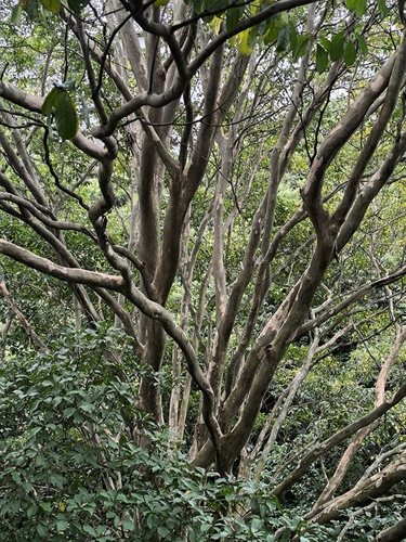 Terminalia oblonga - Whole tree