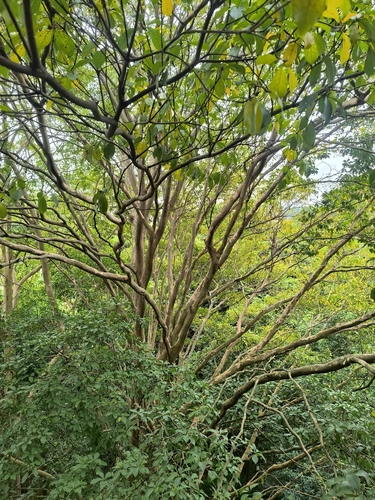 Terminalia oblonga - Bark