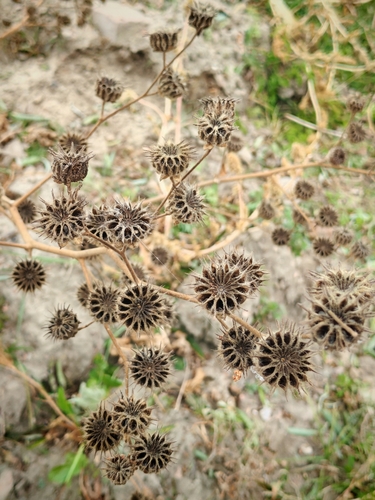 velvetleaf