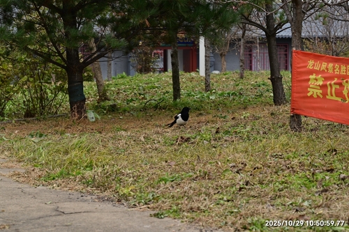 Oriental Magpie