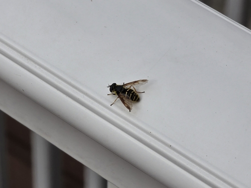 Unknown species found near Washington County, US-RI, US