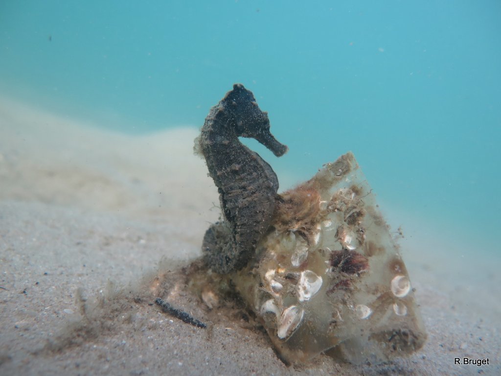 File:Cavalo Marinho (Hippocampus) - Aquário de São Paulo - panoramio.jpg -  Wikimedia Commons