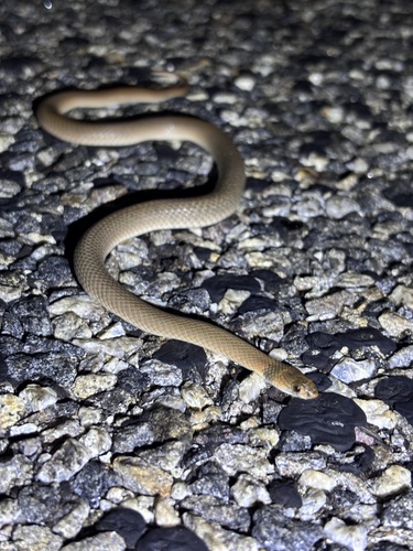 Ringed Brown Snake sighting