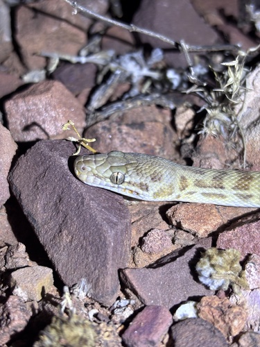 Children's Python sighting