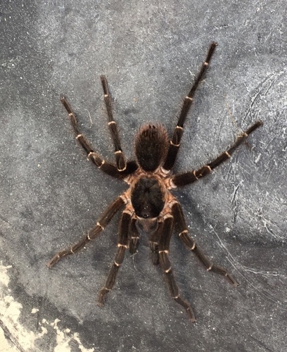 Spiders of Puerto Rico · iNaturalist