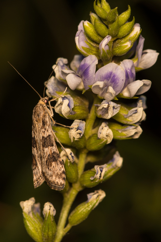 Nomophila distinctalis Munroe, 1973