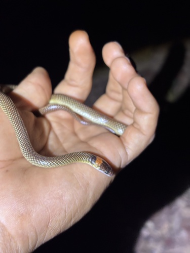 Orange-naped Snake sighting