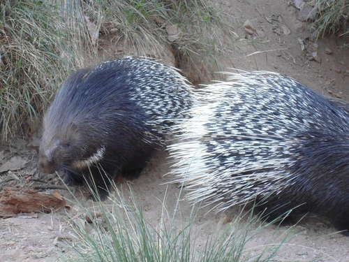 Crested Porcupine
