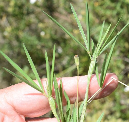 Narrow-leaved clover