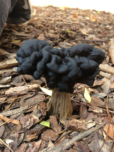 Western Black Elfin Saddle