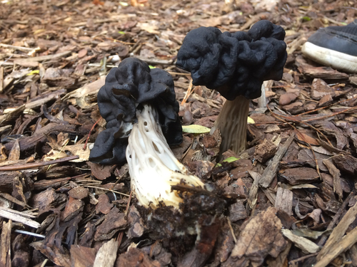 Western Black Elfin Saddle