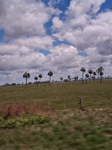 South American Jelly Palm