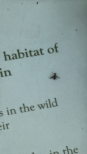 Unknown species found near S Sixth St, Omaha, NE, US