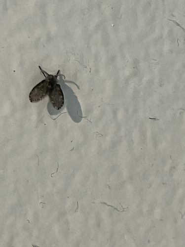 Unknown species found near Henry Beadel Dr, Tallahassee, FL, US