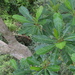 Campnosperma auriculatum - Photo (c) James Ojascastro, כל הזכויות שמורות, הועלה על ידי James Ojascastro