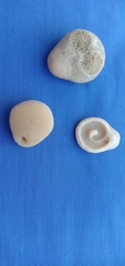Heteropsammia cochlea image