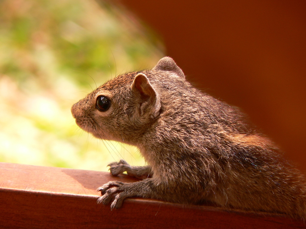 jungle palm squirrel