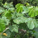 Macaranga gigantea - Photo (c) James Ojascastro, כל הזכויות שמורות, הועלה על ידי James Ojascastro