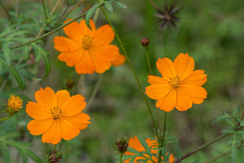 Yellow Cosmos