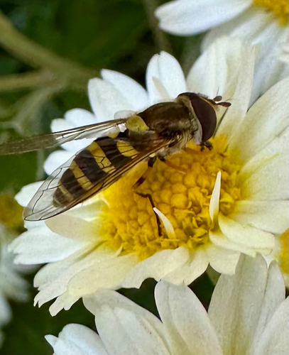 Unknown species found near Mecklenburg County, US-NC, US