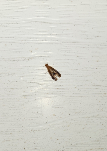 Unknown species found near Point Pleasant, WV, USA