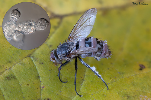 Entomophthora muscae