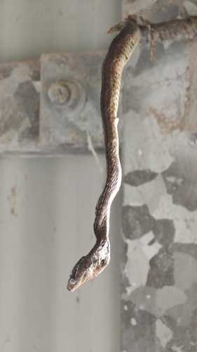 Brown Tree Snake sighting