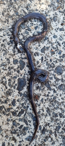 White-crowned Snake sighting