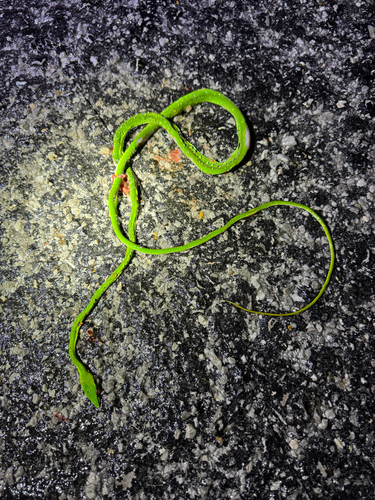 Oriental Whipsnake