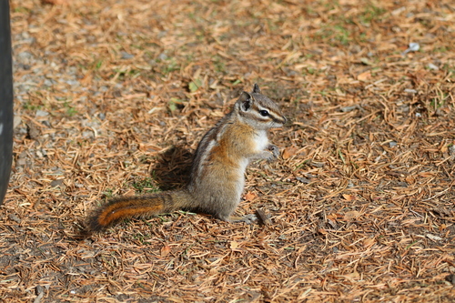 Colorado Chipmunk observed by joey93