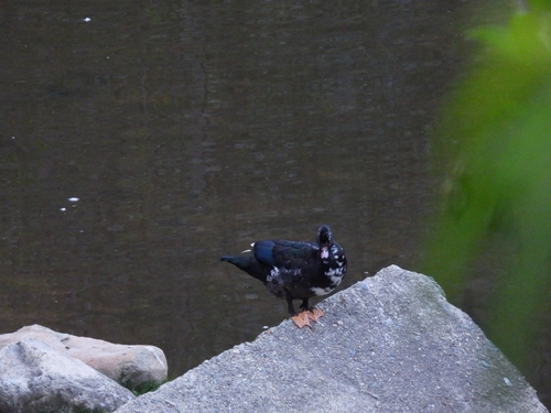 Domestic Muscovy Duck