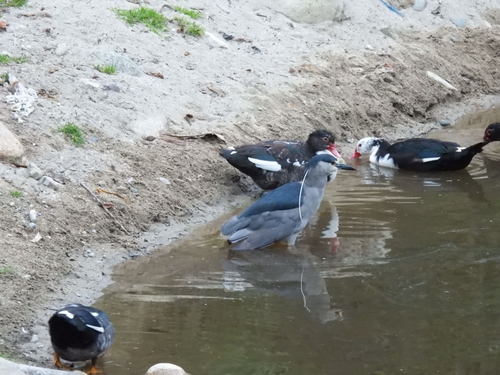 Black-crowned Night Heron