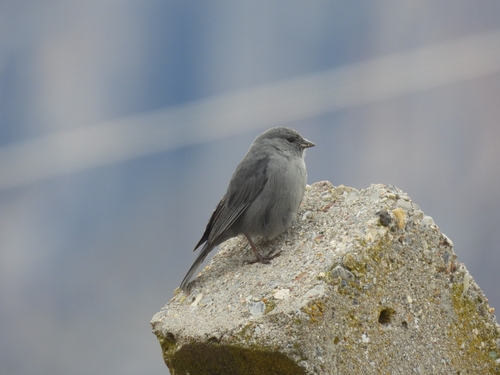 Plumbeous Sierra Finch