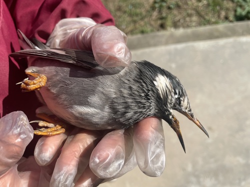 White-cheeked Starling