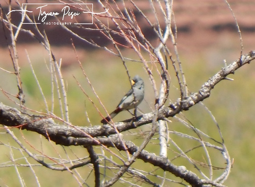 Band-tailed Seedeater