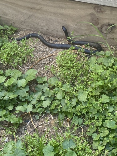 Red-bellied Black Snake sighting