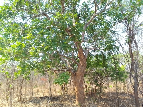 Sausage tree