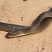 Barotse Water Snake - Photo (c) Vince Shacks, all rights reserved, uploaded by Vince Shacks