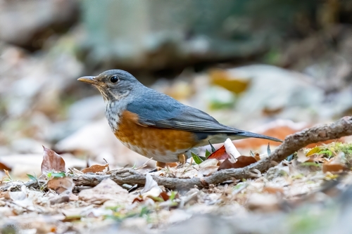 Grey-backed Thrush