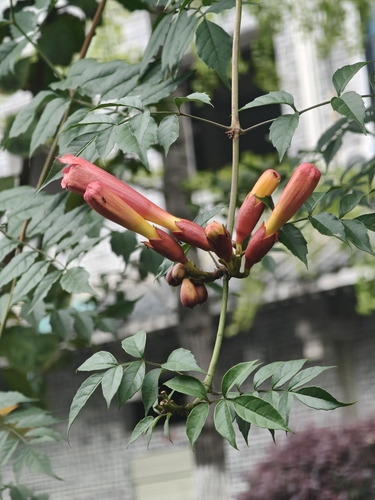 American trumpet vine