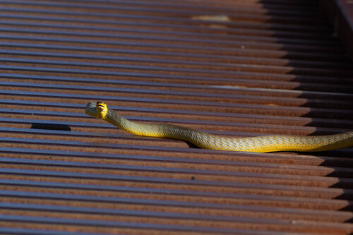 Common Tree Snake sighting