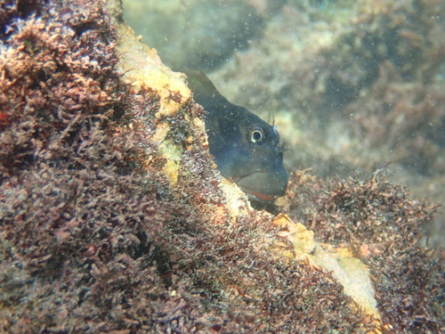 Ophioblennius atlanticus