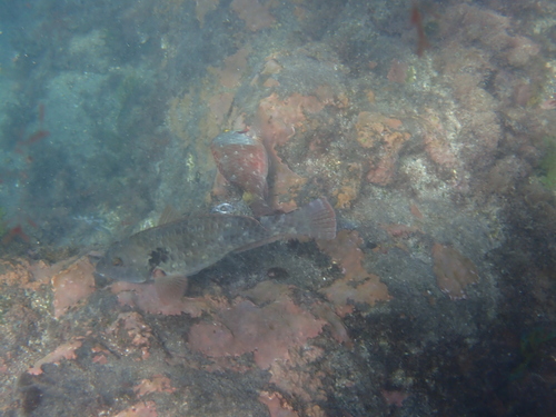 Sparisoma cretense