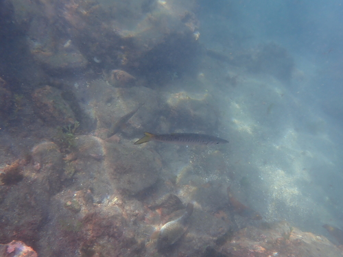 Sphyraena viridensis