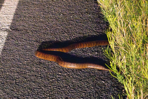 Black-headed Python sighting