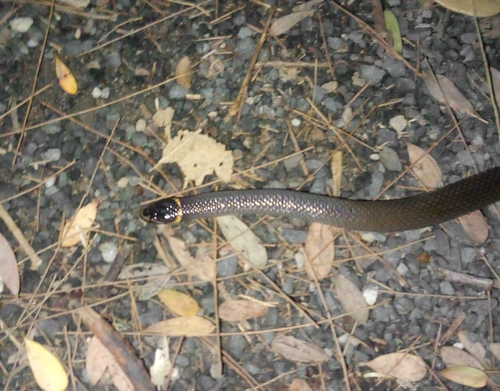 Southern Dwarf Crowned Snake sighting